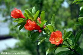 pomegranate flowers